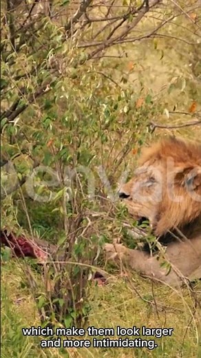 Amazing Lion Facts You Didn’t Kn