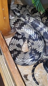 8K views · 27K reactions | The infinite snake ! That's possibly one...