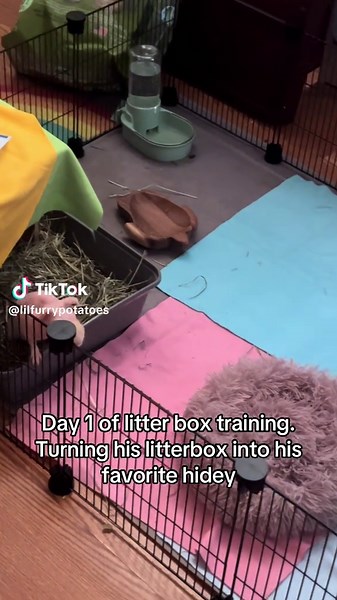 He did so well 👏🏼 only 2 poops outside the litterbox. And yes he has friends lol #guineapigsoftiktok #skinnypig #litterboxtraining #littertrained