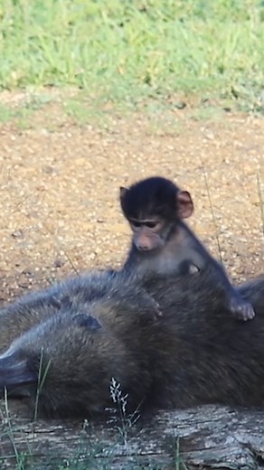 24K views · 762 reactions | Cute Little Baboon  #amazing #wildlife #safari #nature #animals | Wildest Kruger Sightings | Facebook