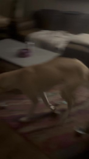 2K views · 51 reactions | I’m giving Buddy back 藍 | Clint Harris | Facebook