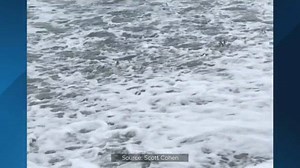 SHARK FEEDING FRENZY: Some sharks gave beachgoers in Satellite Beach quite a show. https://at.wftv.com/2LGtByd | WFTV Channel 9