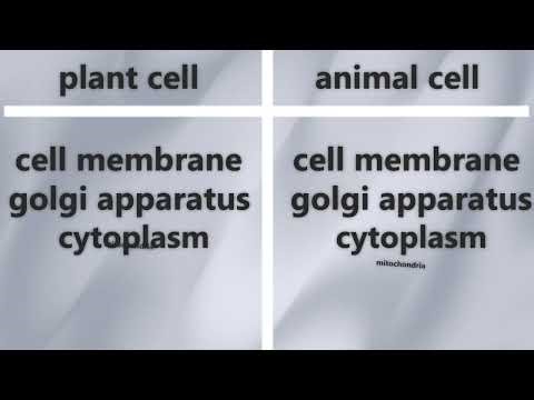 Lesson three,four Grade six concept one unit one