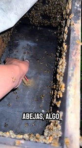Mariposa nocturna invade una colmena 🐝🦋 En este breve pero tenso momento, una mariposa nocturna logra entrar en una colmena artificial, donde habita un enjambre de abejas. Este tipo de intrusión puede causar confusión e incluso poner en riesgo la organización interna del panal. Afortunadamente, el apicultor actúa con rapidez y retira al invasor antes de que afecte a las abejas obreras o contamine la miel. Un recordatorio de lo delicado que es el equilibrio dentro de una colmena activa. #abejas