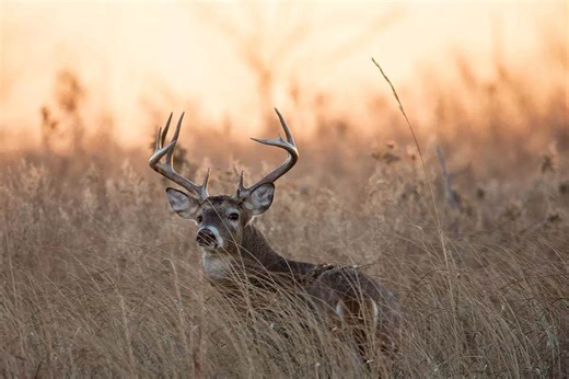 How To Find The Best Walk-In The Best Walk-In Whitetail Hunting In Kansas Hunting In Kansas - Game & Fish