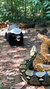 2.1K reactions · 42 shares | Honey Badger vs. Giant Python: Pure Chaos!" #wildlife #animal | From Forest | Facebook