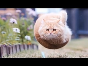 Spinning Cat Original vs Meme / Flying Cat Meme / Spinning Cat Green Screen