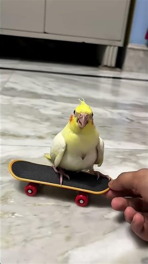 #birds #cockatiel #animals #java pair #pets #cute #dailyvlog