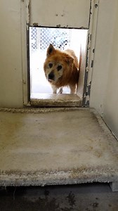 This is a new Video of this sweet guy walking around a bit. he has very limited sight it seems. Please take a look and SHARE. Thanks! A4708261 I'm a male 8 yr old German Shepherd. i came to the shelter as a stray on May 12, 3014. Not listed online. Carson Shelter, Gardena, California 216 Victoria Street, Gardena, California 310.523.9566, M-TH 12pm - 7pm, F-SU - 10am - 5pm His photo thread https://www.facebook.com/171850219654287/photos/a.172032662969376.1073741830.171850219654287/268157783356863