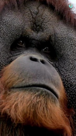 Discover a Wildly Colorful Life of Orangutans