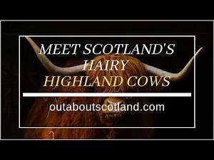 Meet Scotland's Hairy Highland Cows