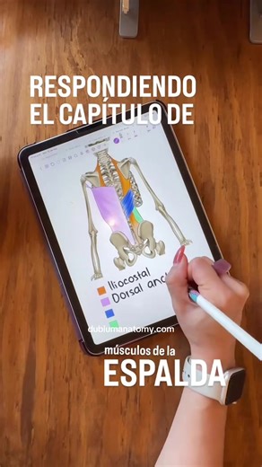 ✅ Capítulo: Músculos de la espalda de 📕 Anatomía del Sistema Musculoesquelético . #fisio #dubium #dubiumanatomy #pdfdubium #musculos