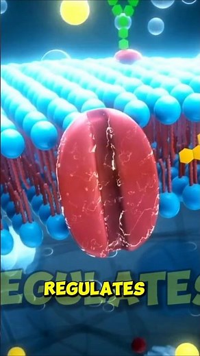 What's the Cell Membranes Function? #biology #cellmembrane #shorts