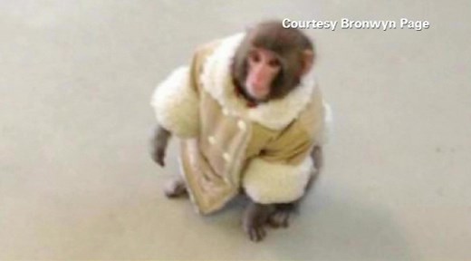 Coat-wearing monkey spotted outside Ikea