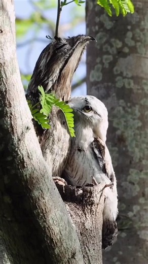 ひな鳥と母鳥の完璧な擬態 #animals #wildlife #捕食シーン #特有種 #猟虫 #wildanimals #nature ＃鳥 #潜入捜査