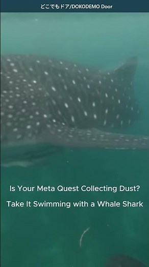 Swim Beside a Whale Shark in 360° VR 🐋