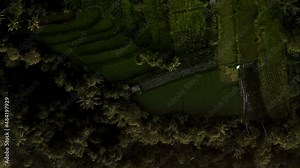 Rice terraces from drone camera. Amazing rice terraces on traditional rice-growing plantation field. Aerial top view of fresh paddy rice terraces green agricultural fields in countryside or rural area