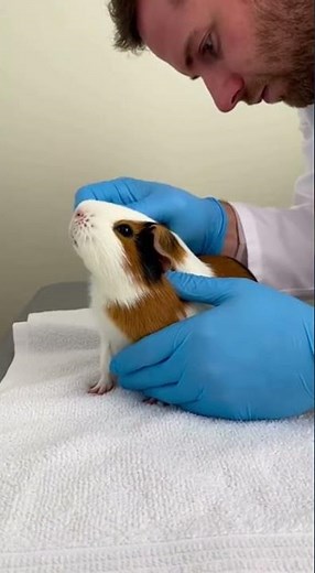 Cute Guinea Pig Gets Gentle Check-Up at the Vet! 🐹🩺 #cuteguineapig #animalcheckup #viralpets