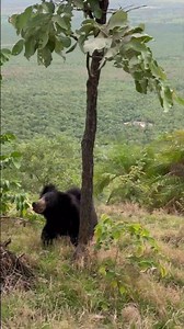 Sloth Bear Mock-Charges Tourists on Safari