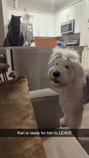 Rupert's Playful Antics with Karl: A Dog's Day Out