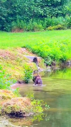 Wirehaired Pointing Griffon | Wirehaired Pointing Griffon