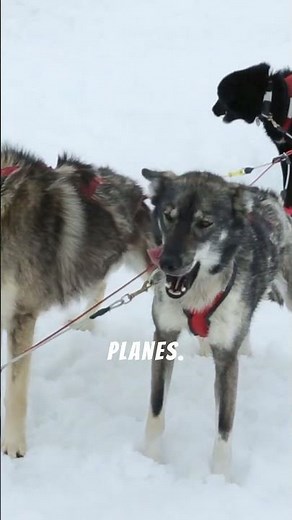 The Dog That Ran 700 Miles to Stop a Plague 🤯