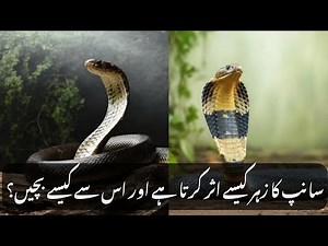 How Snake Venom Works and What to Do If You're Bitten | Surviving a Snake Bite & Life-Saving Tips