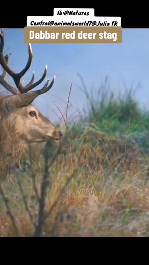 Barren in Hausa - Red Stag Deer Wildlife Documentary