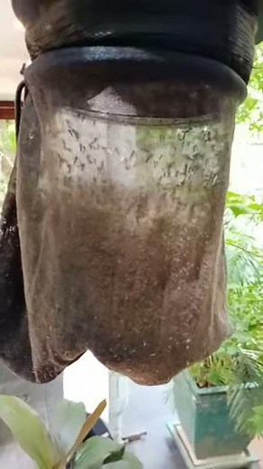 CO2 mosquito trap