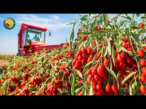 How Chinese Farmers Harvest and Process Tons of Goji Berries | Farming Documentary