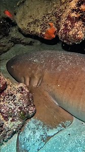 Nurse Shark Resting Underneath a Hidden Cavern! 🦈🌊