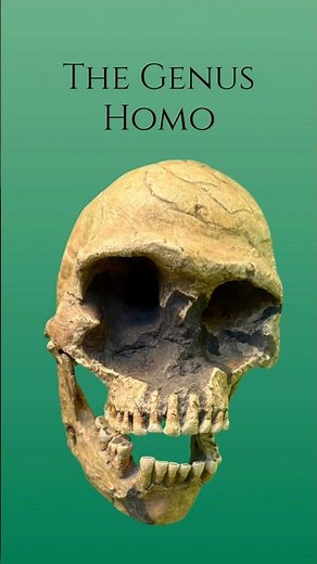 The Genus Homo!
