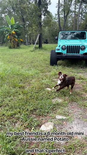 what’s it’s like living with a mini Australian shepherd #austrailianshepherd