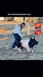 106K views · 2.5K reactions | Hog showmanship tips. #showpigs #stockshowlife | Dadson Farms | Facebook