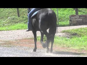 Marchador - Marcha Batida