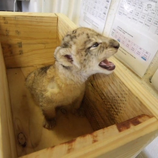 WELCOME TO THE WORLD: For the first time in more than 30 years, the Dallas Zoo recently welcomed a litter of three African lion cubs. https://abcn.ws/35icOLy | ABC News