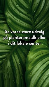 Stueplanter gør mere end bare at pynte – de skaber stemning og personlighed i hjemmet. Hos os finder du et stort udvalg af grønne skønheder. Besøg dit lokale center eller find dine favoritter på vores hjemmeside 🌿 | Plantorama