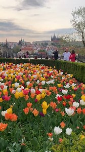 24K views · 1.8K reactions | 殺 Prague today was special! | Prague Morning | Facebook
