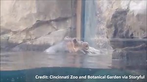 17K views · 79 reactions | BABY HIPPO SOUNDS: Have you ever heard the sound a hippo makes? Listen to little Fiona grunting at her fans.  bit.ly/2EcXRNH | FOX 26 Houston | Facebook