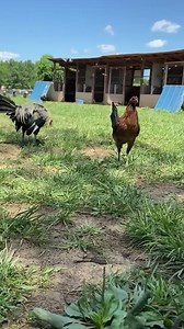 Excelente tarde para todos Clement Grey/Hatch R&R Missouri, USA 🇺🇲 | Tornado KC - RSJ