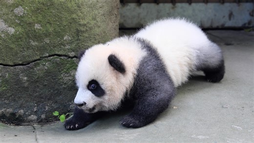 95K views · 6.3K reactions | Meet Ms. Safety Patrol over here, scanning for sidewalk cracks like they're bottomless pits藍藍藍! (Ji Xiao) #HiPanda #ChengduPandaBase #PandaFun For more panda information, please check out: https://en.ipanda.com | iPanda | Facebook