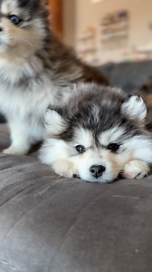 Sleepy boy 🥹 Elf is just precious! | Rose Peek Pomskies