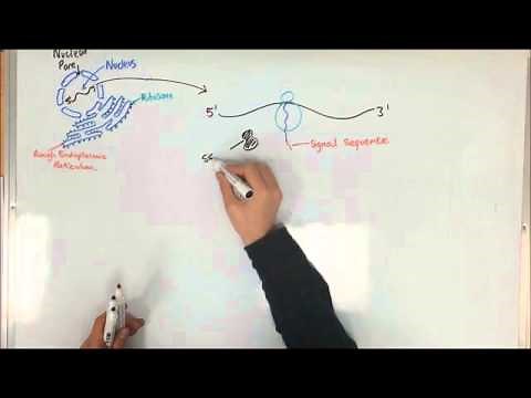 Protein Synthesis and the Rough Endoplasmic Reticulum