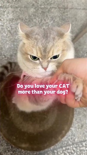 Cats EATING Things That Make NO SENSE😳😂