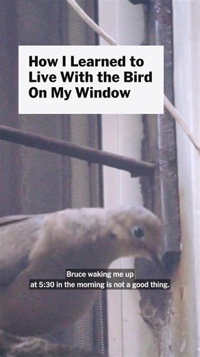 When a mourning dove with the full-throated singing of a professional tenor moved onto writer Alex Aciman's windowsill, he found it difficult to appreciate the bird's charm. Each sunrise was heralded by the taunting hoots of Bruce, who stared through the window and vandalized the walls. As a longtime bird nerd, Alex set out to to answer the question of what to do when a songbird becomes your new neighbor. Of course, there's the matter of bird law. If your feathered friend has already started lay