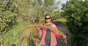 African guinea grass growing in Texas harms ecosystem at Oso Bay Wetlands Preserve