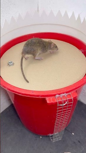 DIY Bucket Mouse Trap Made from Cardboard & Plastic Bucket | Surprisingly Simple! #rat