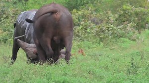 Buffalo bulls takes each other on while impala looks on #reels #trend #video #travel #viral #nature #africa #wildlife #Amazing #buffalo | African Bush Kingdom