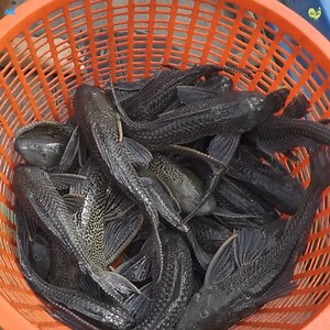 Cuộc sống mưu sinh trên ghe sông | Nét Quê Channel