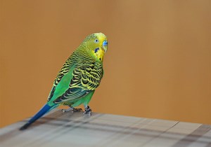 Budgie Sounds - Listen or Download Budgie Sounds